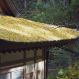 【日常を映画のように】今こそ見直したい名機Nikon1 J5