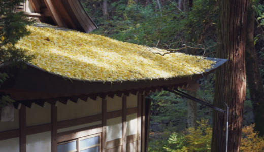 【日常を映画のように】今こそ見直したい名機Nikon1 J5