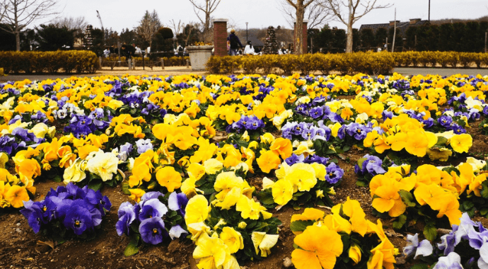 アンデルセン広場の花畑